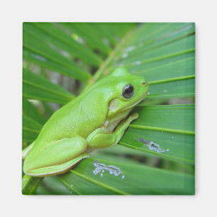 Aimant Grenouille franche verte mignonne sur la feuille