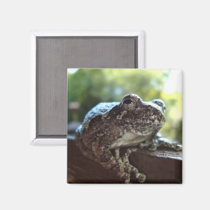 Aimant Grenouille gris commun posée sur un mur