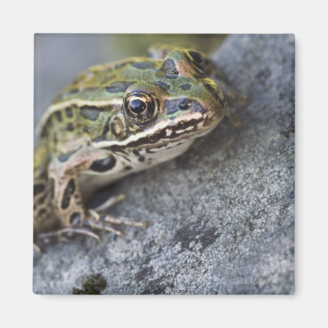 Aimant grenouille léopard du Nord, île de la voie maritim (Devant)