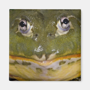 Aimant Grenouille mugissante creusante africaine,