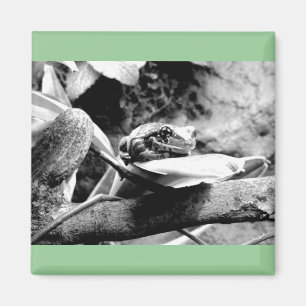 Aimant Grenouille sur la feuille B+W