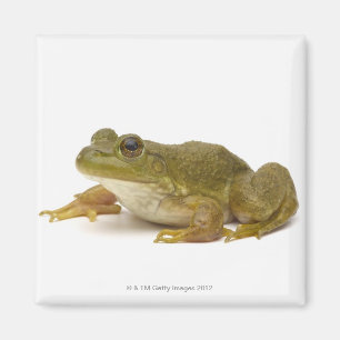 Aimant Grenouille verte commune