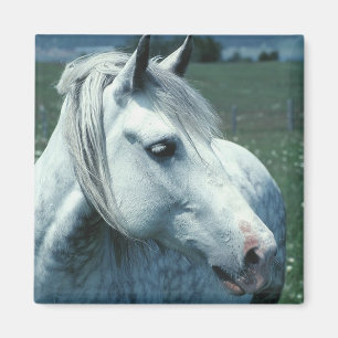 Aimant Gris appâté dans un pâturage fleuri