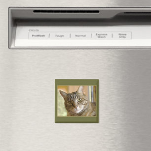 Aimant Gris Tabby Fermer la photo