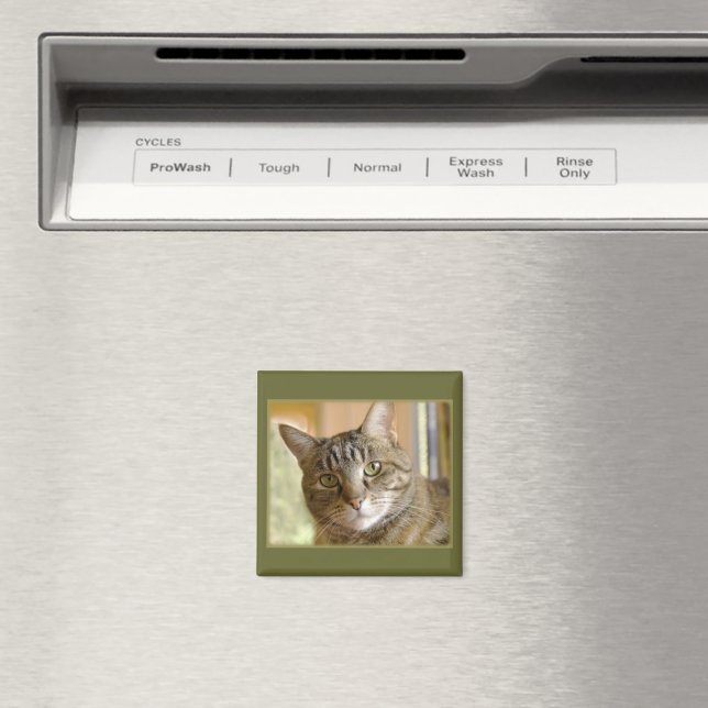 Aimant Gris Tabby Fermer la photo (In Situ (Lave-vaisselle))