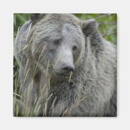 Aimant Grizzly_Bear_Photographie_Art