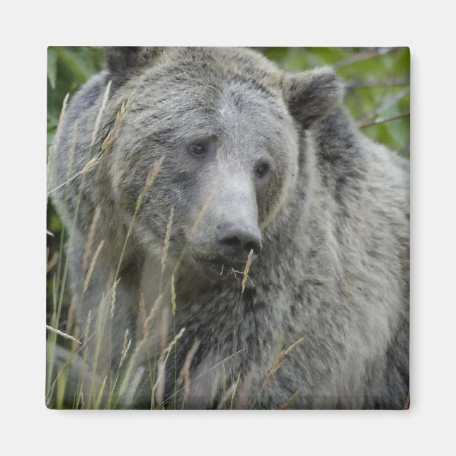 Aimant Grizzly_Bear_Photographie_Art (Devant)
