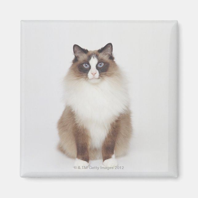 Aimant Gros chat Furry (Devant)