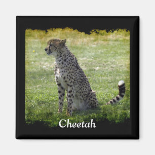 Aimant Gros Chats Sauvages Design amateur d'animaux
