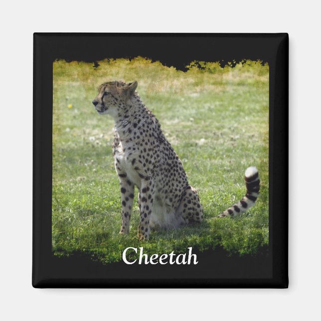 Aimant Gros Chats Sauvages Design amateur d'animaux (Devant)