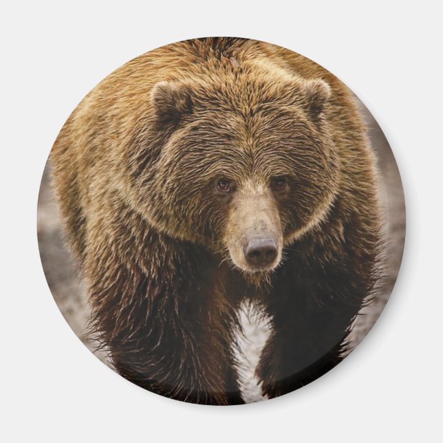 Aimant gros ours brun (Devant)