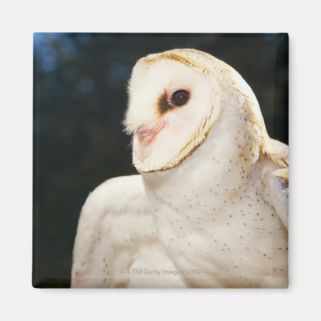 Aimant Gros plan de la chouette sauvage (Devant)