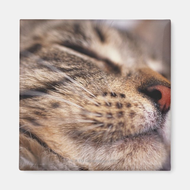 Aimant Gros plan de whiskys de chat et de muselières (Devant)