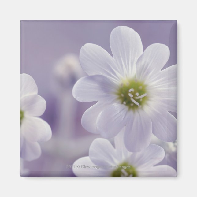 Aimant Gros plan des fleurs 2 (Devant)