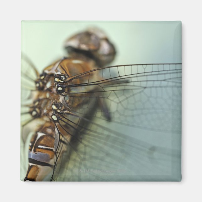 Aimant Gros plan des libellules (Devant)