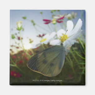 Aimant Gros plan du papillon sur la fleur