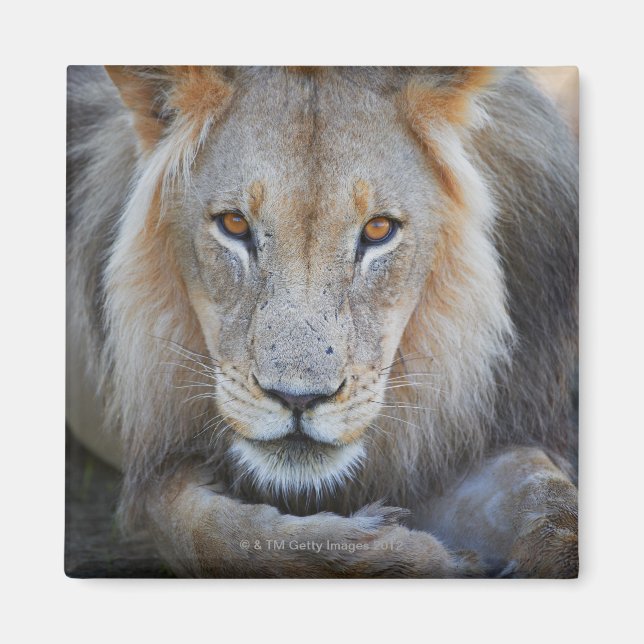 Aimant gros plan d'un lion mâle, Panthera leo, (Devant)