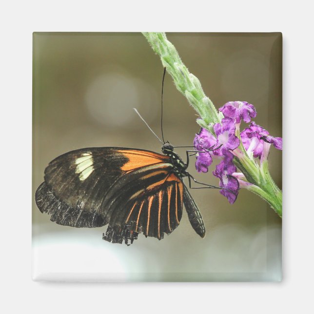 Aimant Gros plan papillon sur Verbena Flower (Devant)