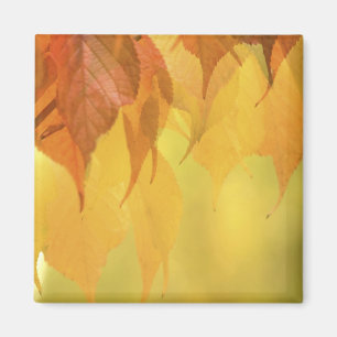 Aimant Gros plan sur des feuilles d'automne sur une branc