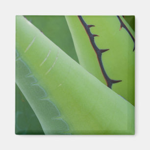 Aimant Gros plan sur l'Agave