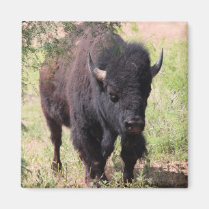 Aimant Gros plan sur le bison