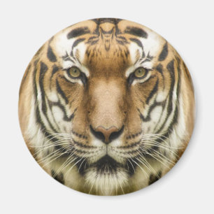 aimant Gros Plan Tigre