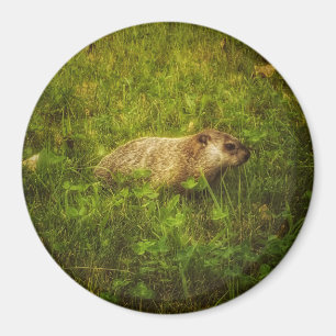 Aimant Groundhog dans un électo-aimant de champ