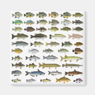 Aimant Groupe nord-américain du poisson d'eau douce