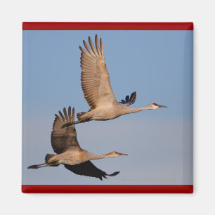 Aimant Grues