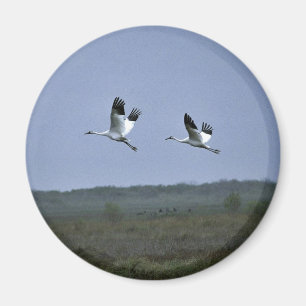 Aimant Grues blanches à Aransas National Wildlife Refug