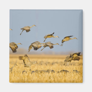 Aimant Grues du Canada atterrissent dans des champs de ma