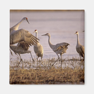 Aimant Grues du Canada Grus canadensis) Platte