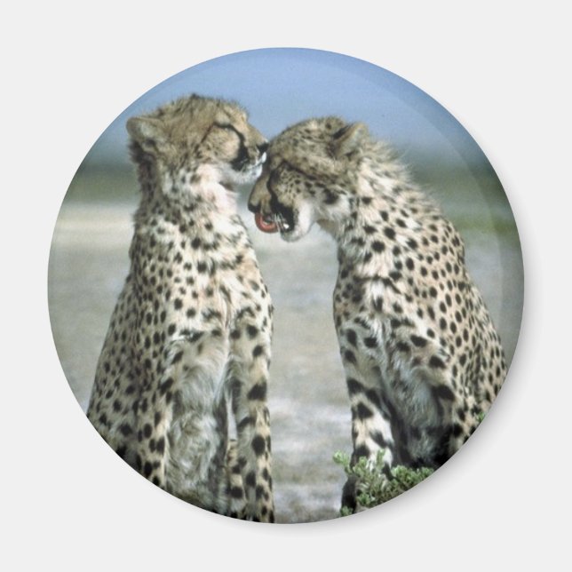 Aimant guépard (Devant)