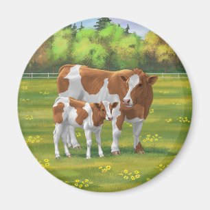Aimant Guernsey Cow & Cute Calf in Summer Pasture
