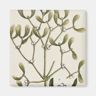 Aimant Gui "d'un de fines herbes curieux", 1782