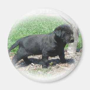 Aimant Habillement et articles de labrador retriever