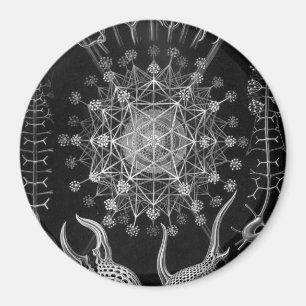 Aimant Haeckel Phaeodaria