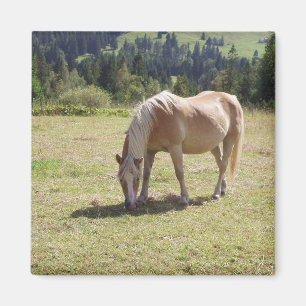 Aimant Haflinger Palomino Pony en été Pony Photo