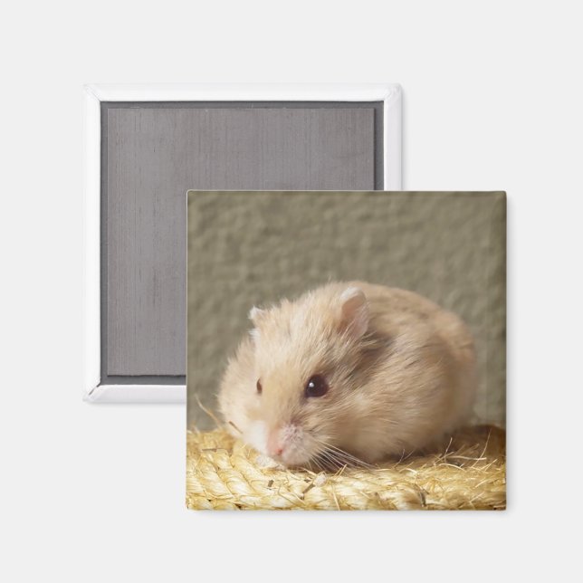 Aimant Hamster russe nain aux joues complètes (Recto/Verso)