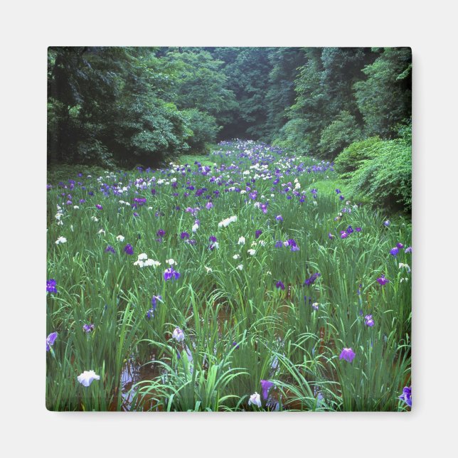 Aimant Hana Shobu (Iris japonais de l'eau), Meiji Shrine, (Devant)
