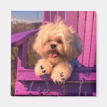 Happy Shih Tzu Puppy Relaxing (Dog Days)