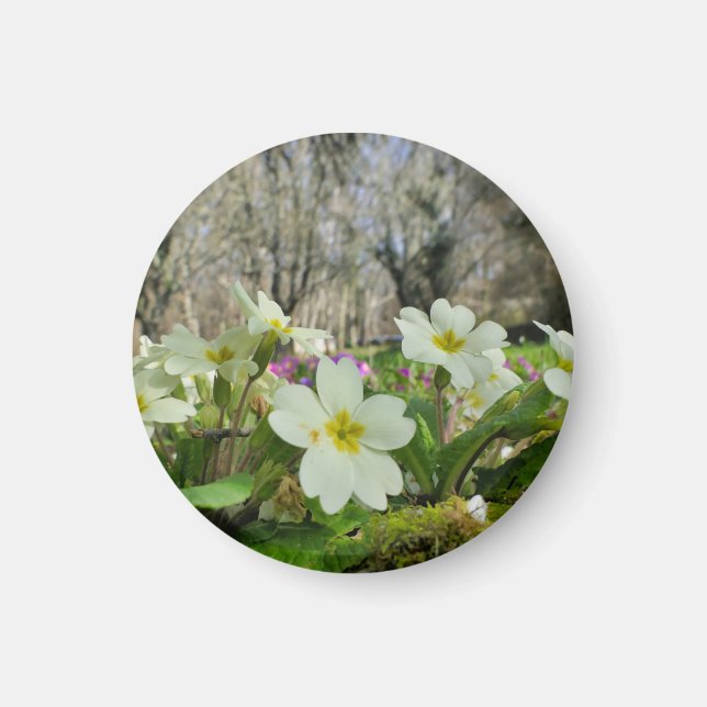 Aimant Harbinger du printemps (Devant)