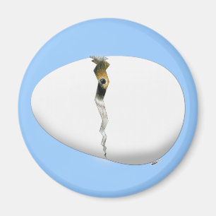 Aimant Hatching