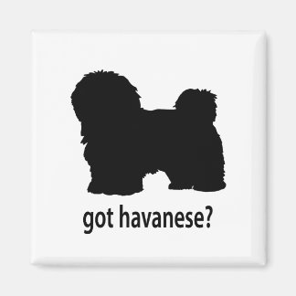 Aimant Havanais