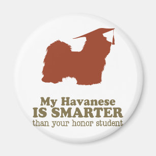 Aimant Havanese