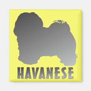 Aimant Havanese