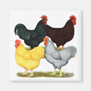 Aimant Heavy Rooster Chicken Quartet