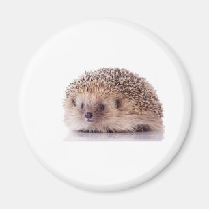 Aimant Hedgehog,