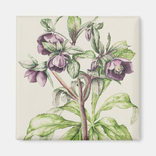 Aimant Helleborus Orientalis de Hélène Ballard