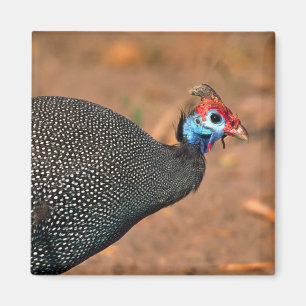 Aimant Helmeted Guinea Fowl (Numida meleagris). Afrique,